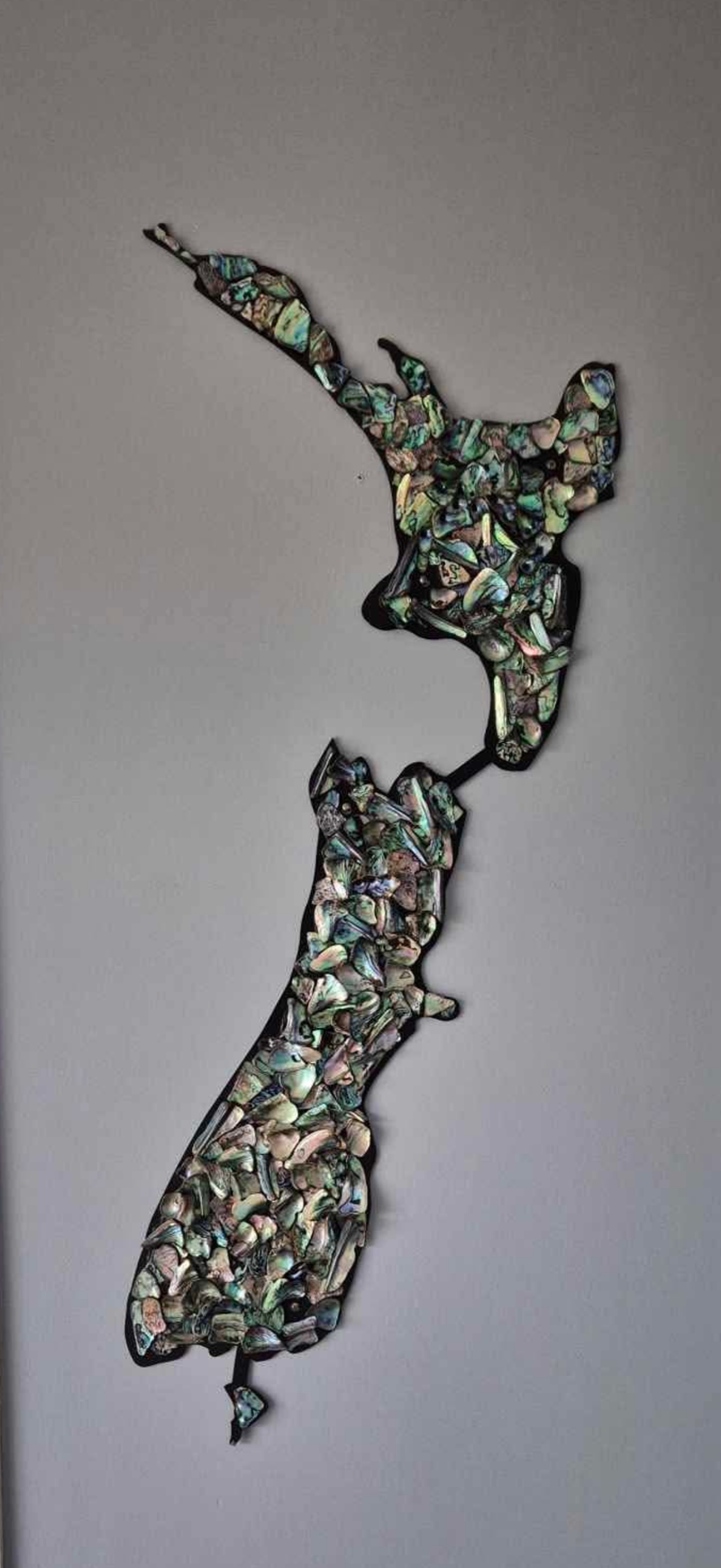 Large Paua New Zealand