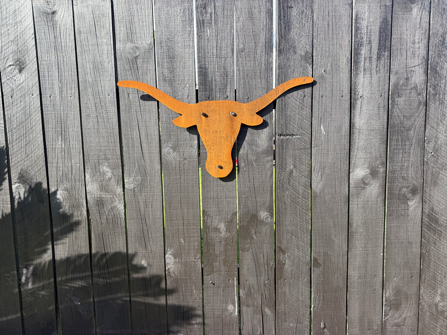 Texas Longhorn